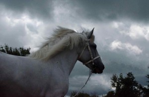 white-horse-700